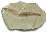 Fossil Leaf (Pseudosalix) - Green River Formation, Utah #323390-1